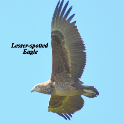 Lesser-spotted Eagle